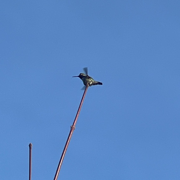 Meet your Posher, Camille - Picture 1 of 1